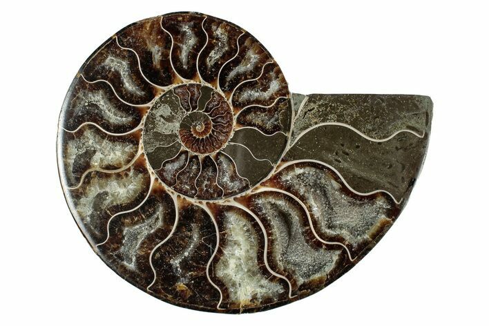 Cut & Polished Ammonite Fossil (Half) - Madagascar #344406